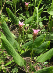 Curcuma rhabdota, photograph (c) Oleg Kosterin, some rights reserved (CC BY)
