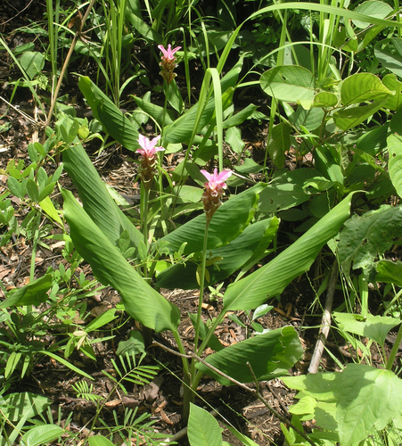 Curcuma rhabdota, photograph 3