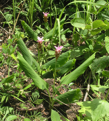 Curcuma rhabdota, photograph (c) Oleg Kosterin, some rights reserved (CC BY)