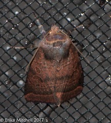 Protorthodes oviduca