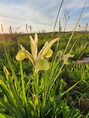 Iris grant-duffii