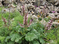 Salvia hierosolymitana