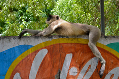 Semnopithecus entellus