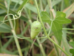 Actinostemma tenerum