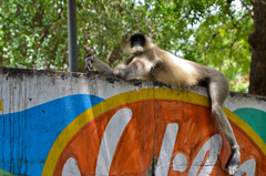 Semnopithecus entellus