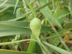 Actinostemma tenerum