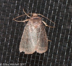 Protorthodes oviduca