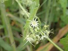 Actinostemma tenerum