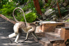 Semnopithecus entellus