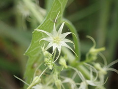 Actinostemma tenerum