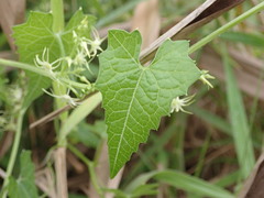 Actinostemma tenerum