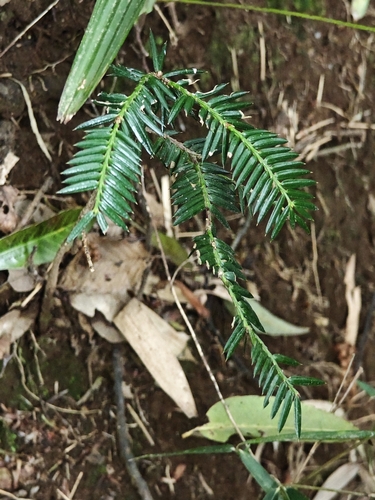 Torreya nucifera, photograph 5