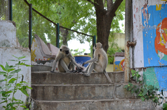 Semnopithecus entellus