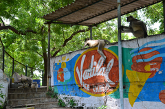 Semnopithecus entellus