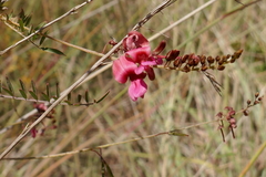 Indigofera pedunculata image