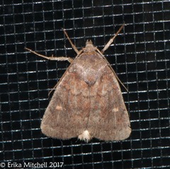 Pseudorthodes vecors