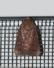 Pseudorthodes vecors