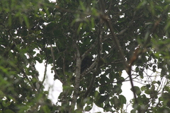 Leucopternis semiplumbeus