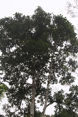Leucopternis semiplumbeus