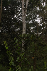 Leucopternis semiplumbeus
