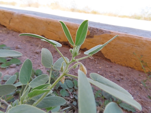 Senna durangensis
