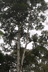 Leucopternis semiplumbeus