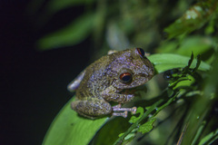 Diadem Robber Frog photo 4