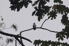 Leucopternis semiplumbeus