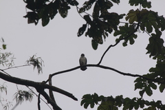 Leucopternis semiplumbeus