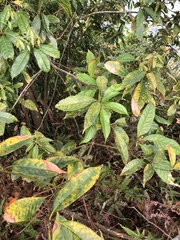 Lithocarpus brevicaudatus