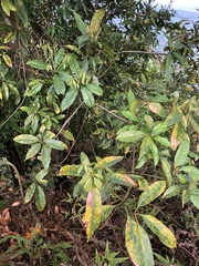 Lithocarpus brevicaudatus