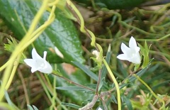 Prismatocarpus schlechteri