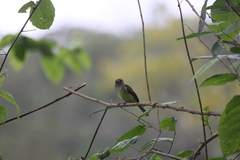 Leptopogon superciliaris