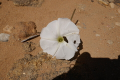 Ipomoea desmophylla