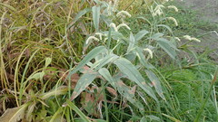 Persicaria lapathifolia lanata