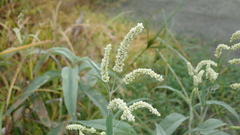 Persicaria lapathifolia lanata