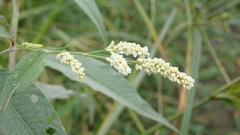 Persicaria lapathifolia lanata