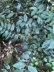 Lasianthus formosensis