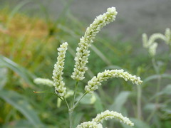 Persicaria lapathifolia lanata