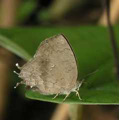 Surendra quercetorum