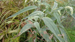 Persicaria lapathifolia lanata
