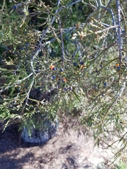 Dacrycarpus dacrydioides