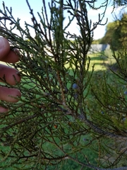 Dacrycarpus dacrydioides