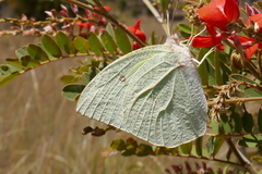 Catopsilia thauruma