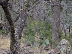 Odocoileus virginianus carminis