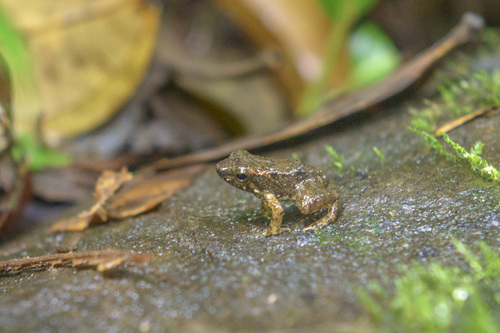 Spotted Rocket Frog, Hyloxalus maculosus