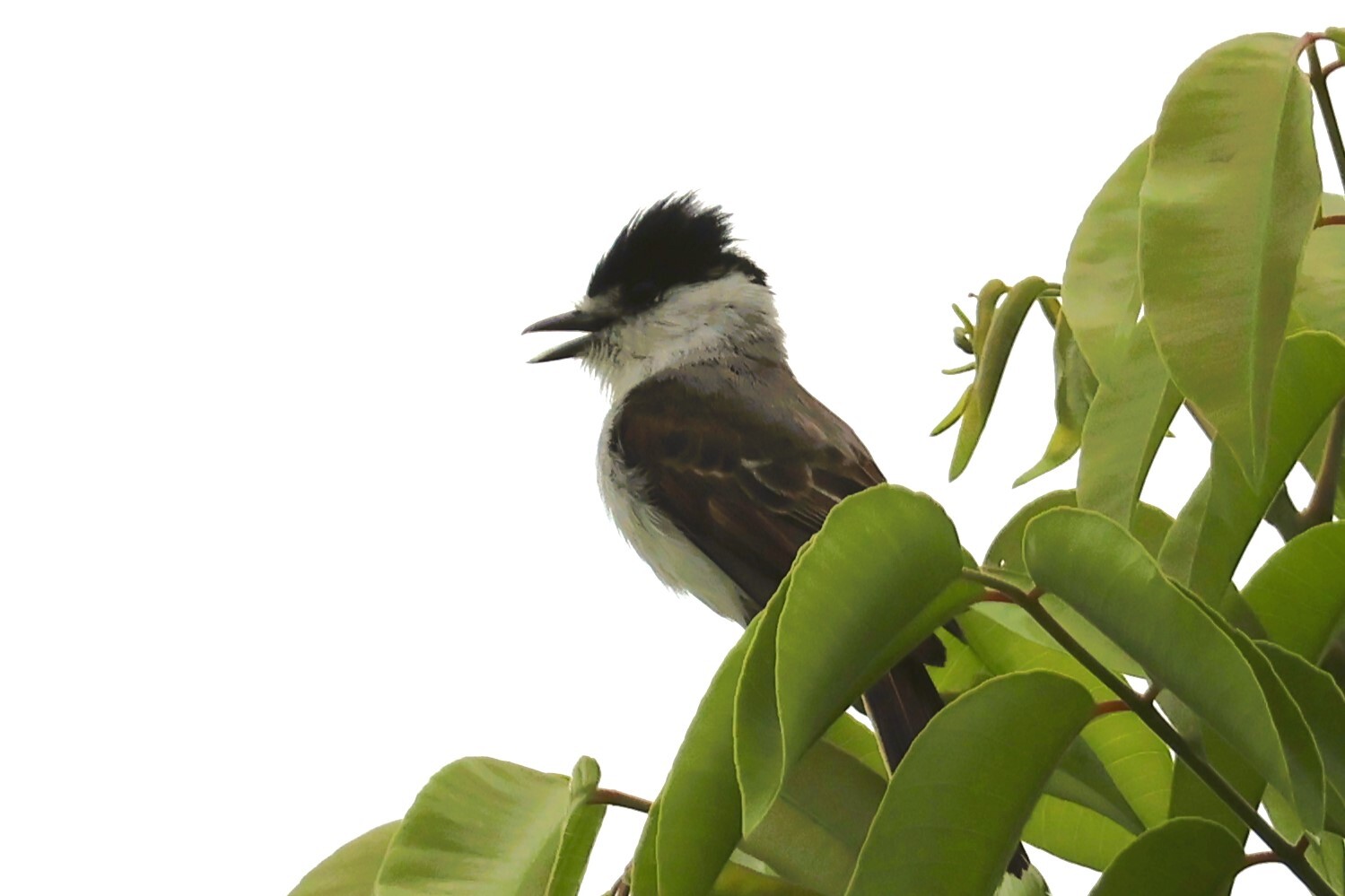 White-naped Xenopsaris (Xenopsaris albinucha), photo 6
