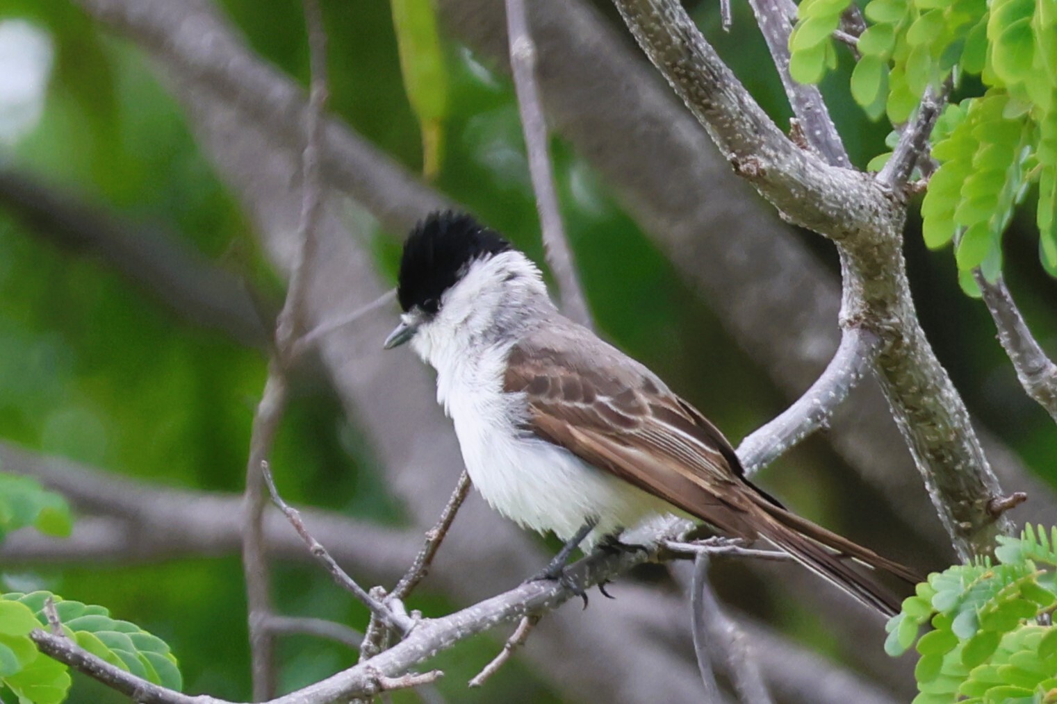 White-naped Xenopsaris (Xenopsaris albinucha), photo 5