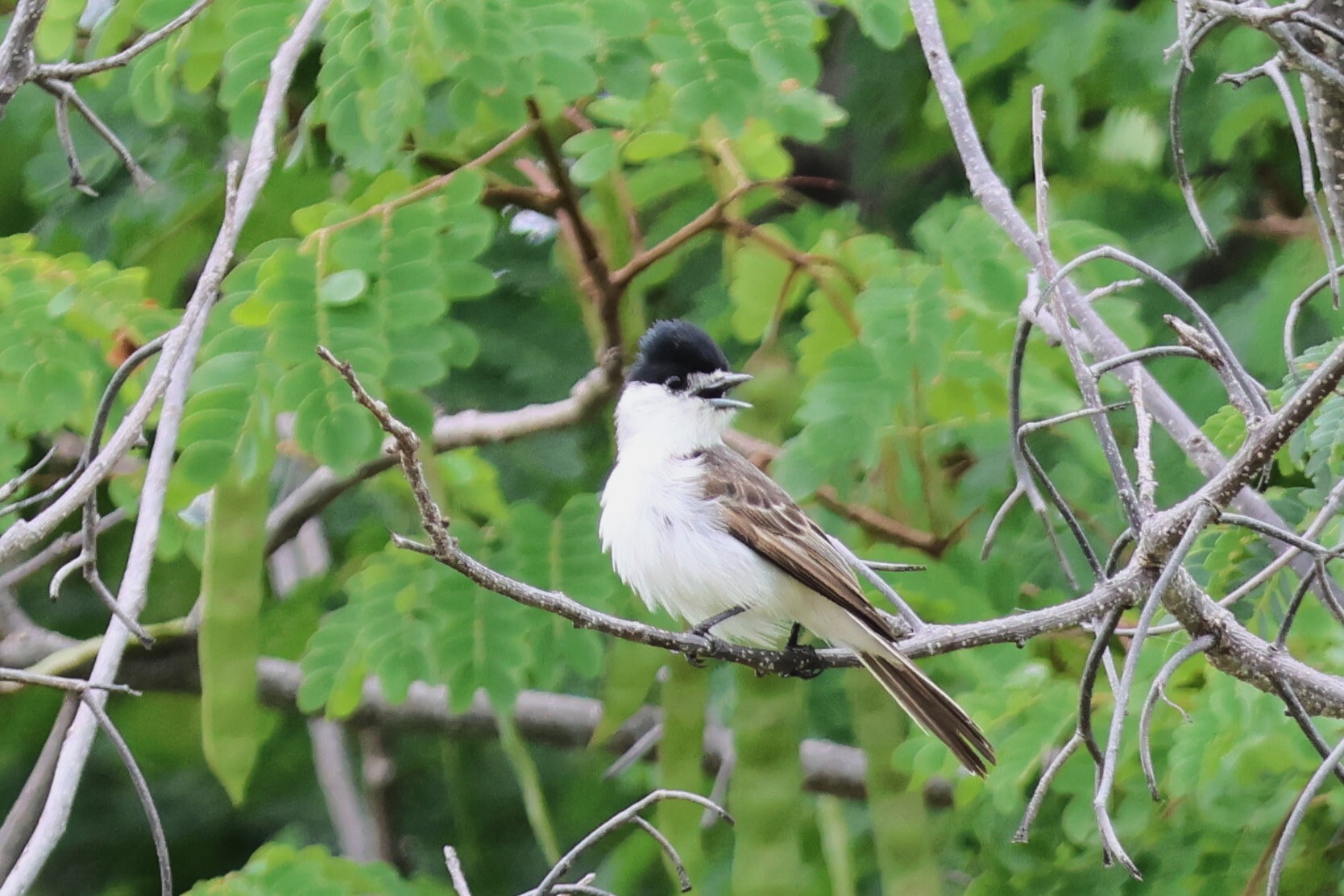 White-naped Xenopsaris (Xenopsaris albinucha), photo 4