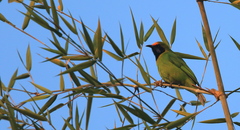 Chloropsis aurifrons